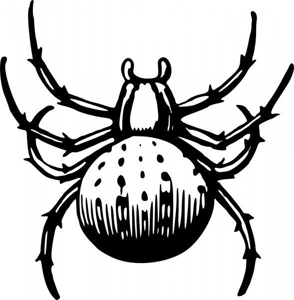 Vintage Spider coloring page image