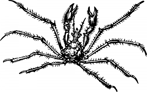 Vintage Spider Crab coloring page image