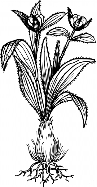 Vintage Spikenard coloring page image