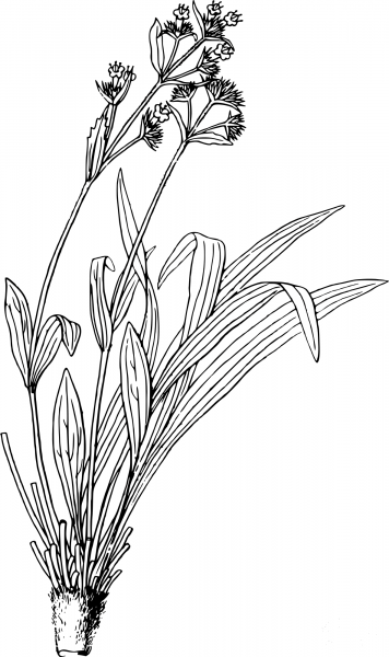 Vintage Spikenard coloring page image