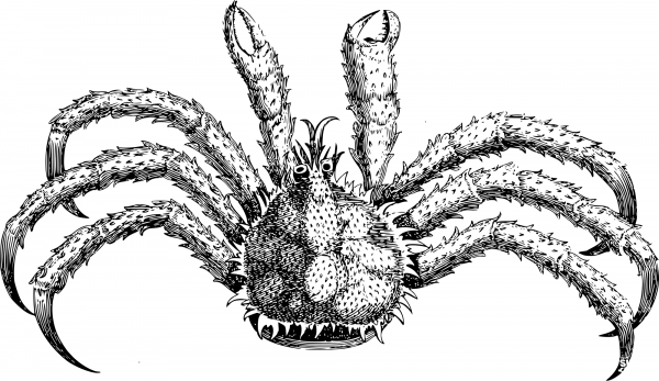 Vintage Spiky Crab coloring page image