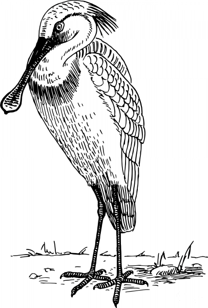 Vintage Spoonbill coloring page image