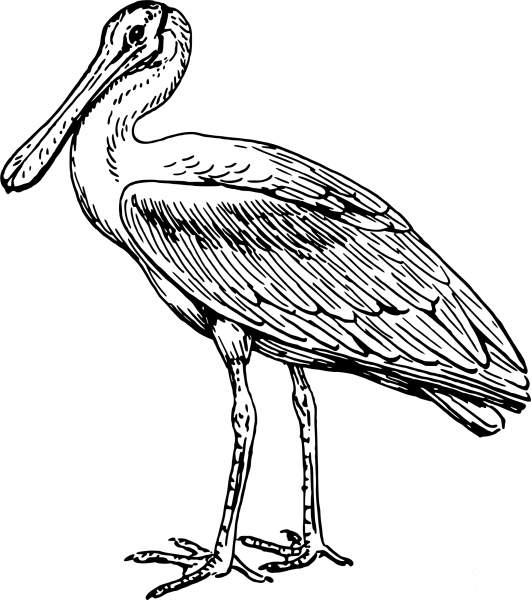 Vintage Spoonbill coloring page image