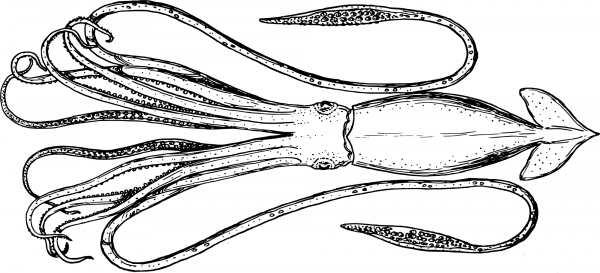 Vintage Squid coloring page image
