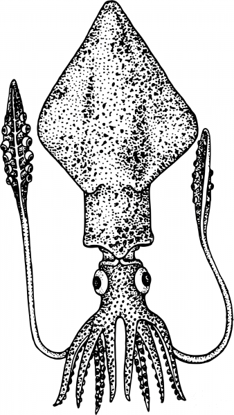 Vintage Squid coloring page image