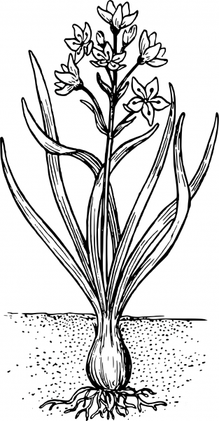 Vintage Squill coloring page image