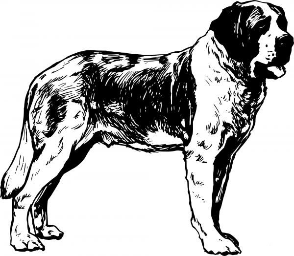 Vintage St Bernard coloring page image