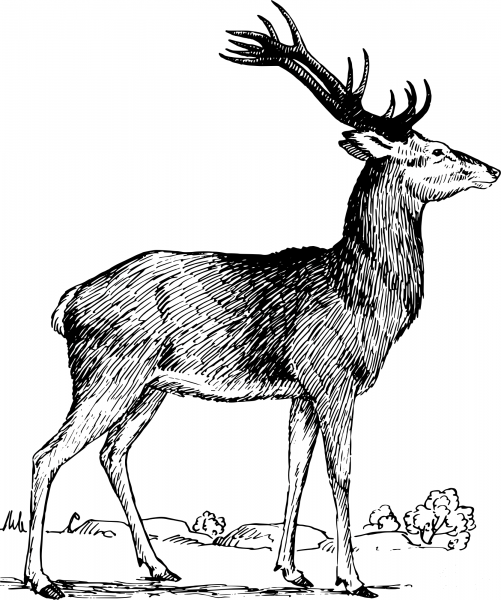 Vintage Stag coloring page image