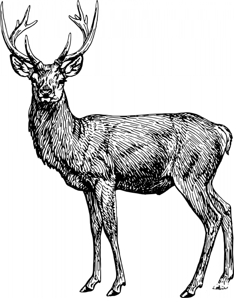 Vintage Stag coloring page image
