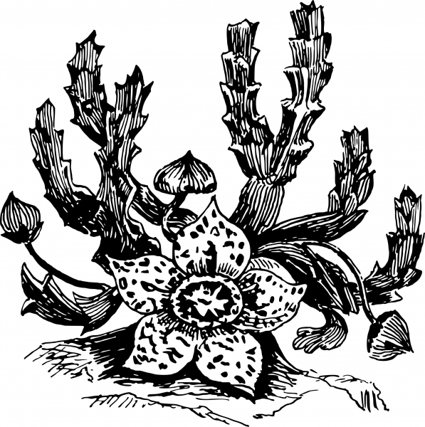 Vintage Stapelia coloring page image