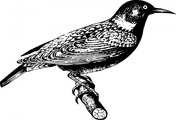 Vintage Starling coloring page image