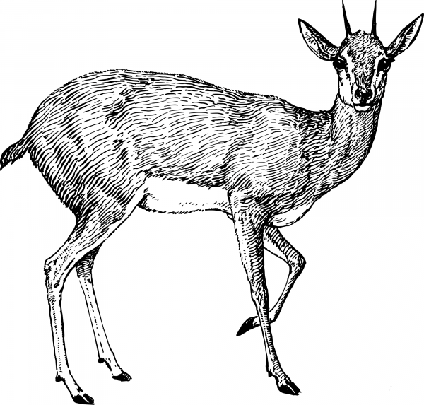 Vintage Steenbok coloring page image