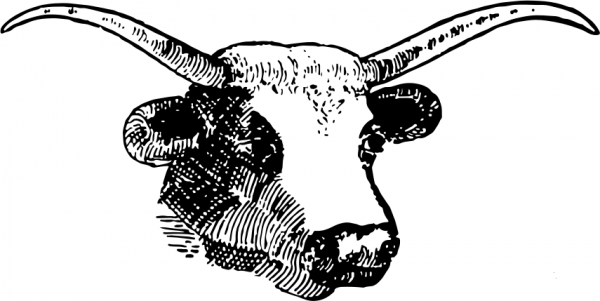 Vintage Steer Head coloring page image