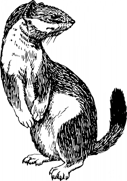Vintage Stoat coloring page image
