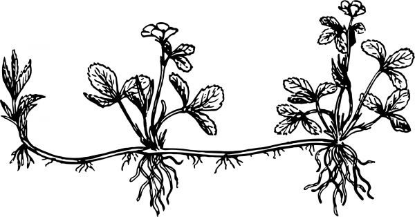 Vintage Stolon coloring page image