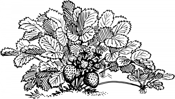 Vintage Strawberry coloring page image