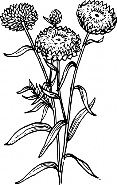 Vintage Strawflower coloring page image