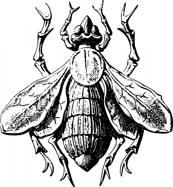 Vintage Stylised Fly coloring page image