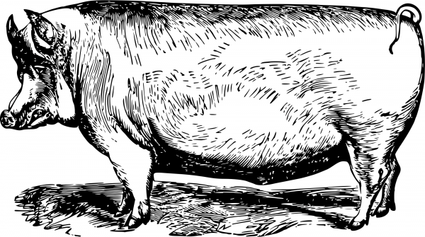 Vintage Suffolk Pig coloring page image