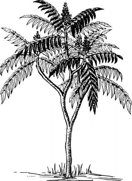 Vintage Sumac coloring page image