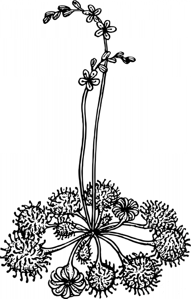 Vintage Sundew coloring page image