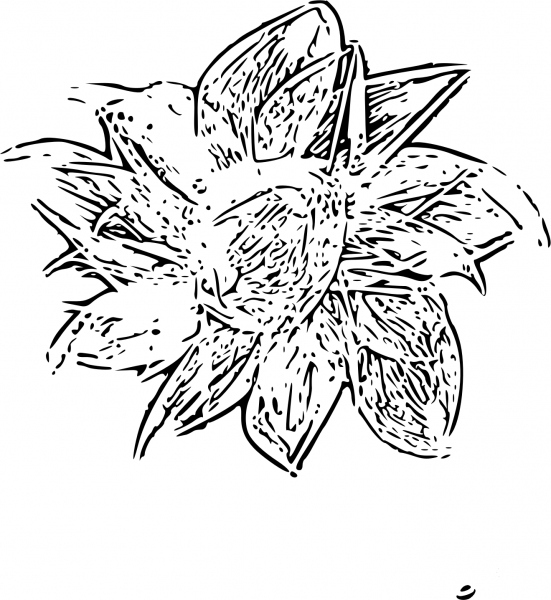 Vintage Sunflower coloring page image