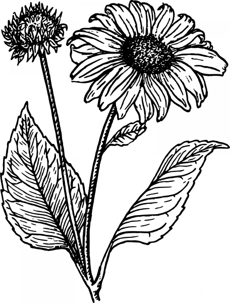 Vintage Sunflower coloring page image