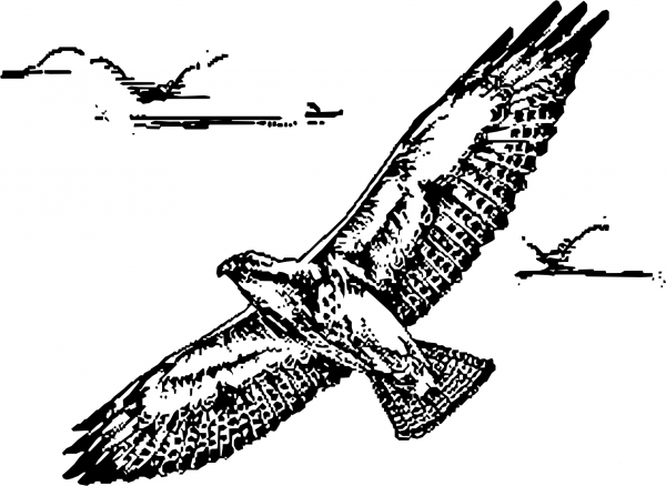 Vintage Swainsion Hawk in Flight coloring page image