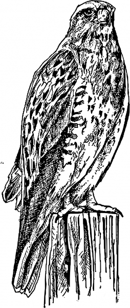 Vintage Swainson Hawk Peached coloring page image