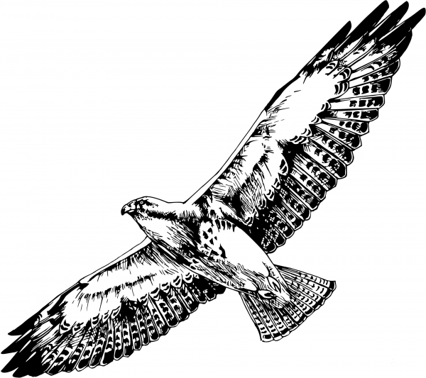 Vintage Swainsons Hawk coloring page image