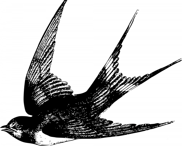 Vintage Swallow coloring page image