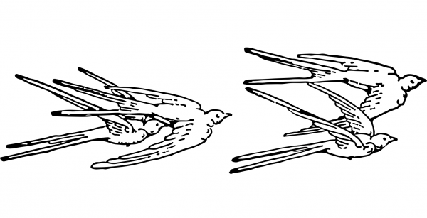 Vintage Swallows coloring page image