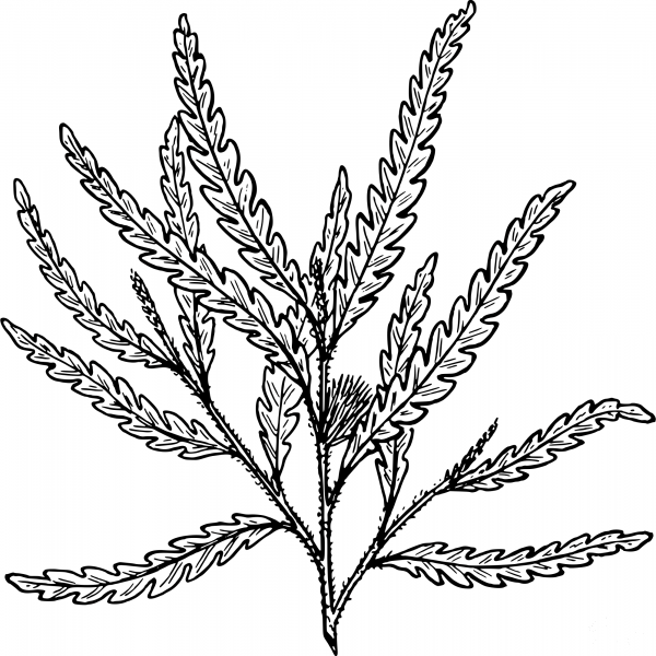 Vintage Sweet Fern coloring page image