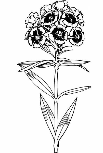 Vintage Sweet William coloring page image