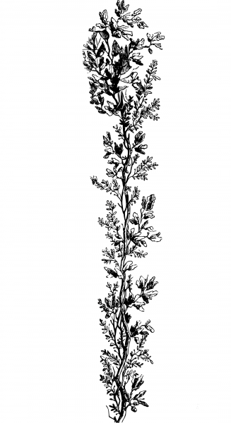 Vintage Tall Plant coloring page image