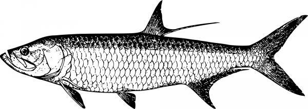 Vintage Tarpon coloring page image