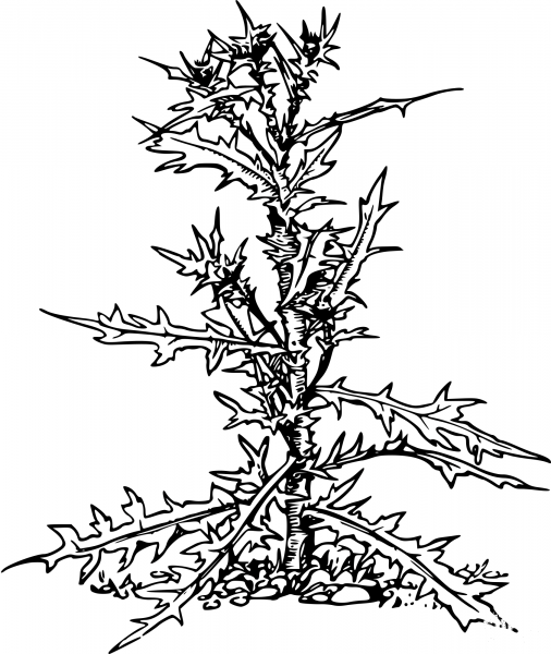Vintage Thistle coloring page image