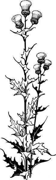 Vintage Thistle coloring page image