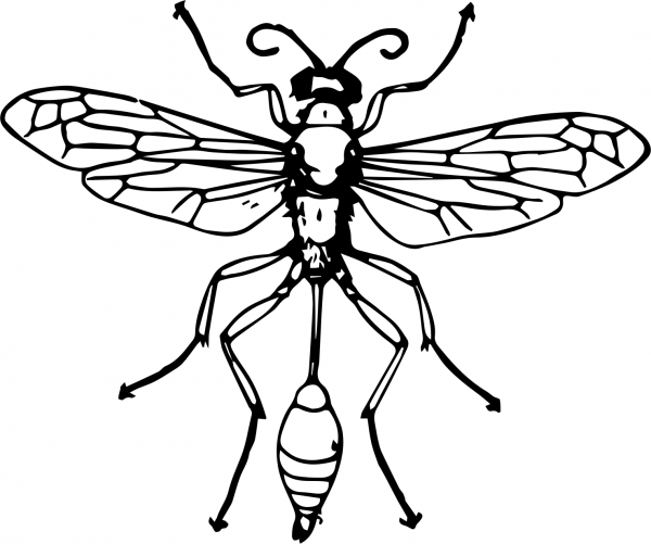 Vintage Threadwaisted Wasp coloring page image