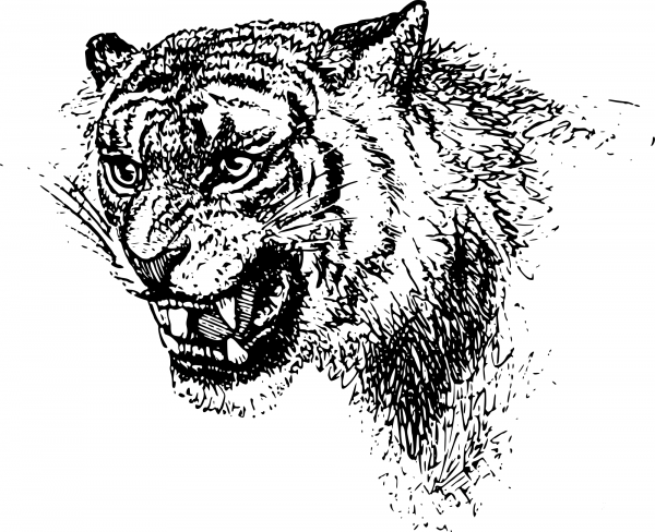 Vintage Tiger Head coloring page image