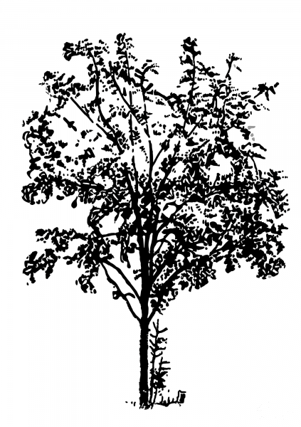 Vintage Tree Bw coloring page image