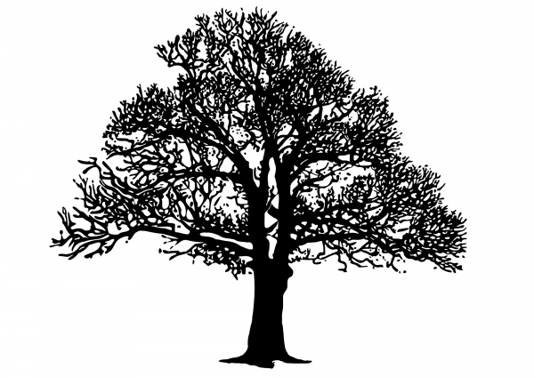 Vintage Tree Bw coloring page image