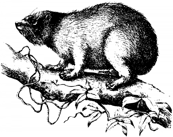 Vintage Tree Hyrax coloring page image