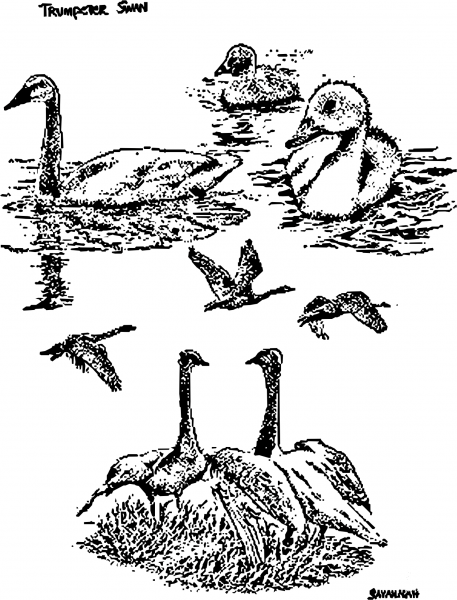 Vintage Trumpeter Swans coloring page image