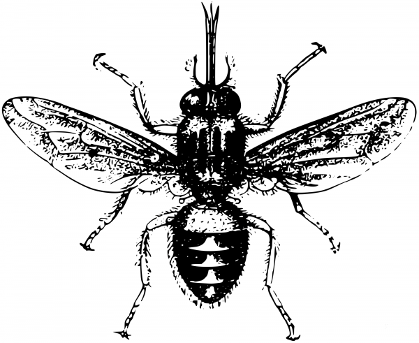 Vintage Tsetse Fly coloring page image