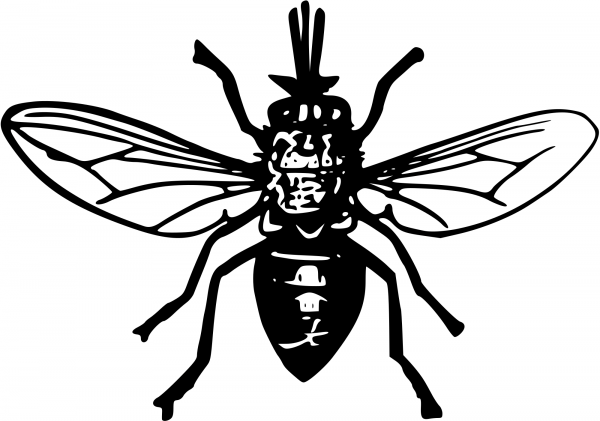 Vintage Tsetse Fly coloring page image