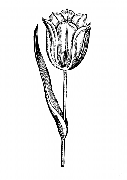 Vintage Tulip coloring page image