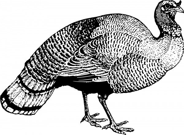 Vintage Turkey coloring page image