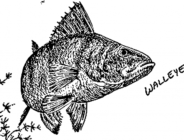Vintage Walleye coloring page image
