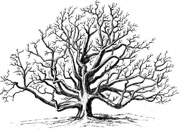 Vintage Walnut Tree coloring page image